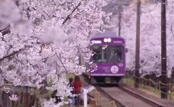 火车驶过满是樱花的铁轨